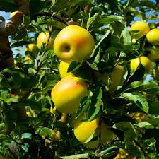 Golden Delicious Apple