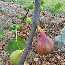 LSU Tiger Fig Tree