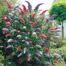 3-n-1 Royal Red White Profusion Nanho Butterfly Bush