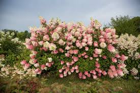 Berry White Hydrangeas