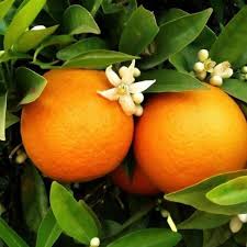 Red Navel Orange