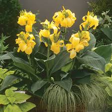 Cannova Yellow Canna Lilly
