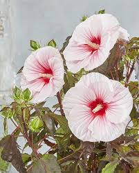 Carousel 'Pink Candy' Hardy Hibiscus
