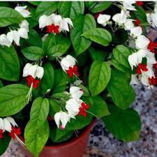 White Bleeding Heart Hanging Basket