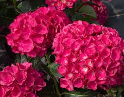 Akadama Hydrangea