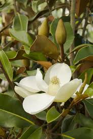 Bracken’s Brown Beauty Magnolia