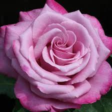 Fragrant Plum Rose