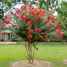 Miss Francis Crepe Myrtle