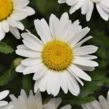 Make My Daisy Happy Shasta Daisy