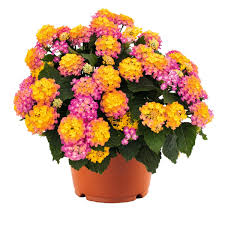 Havana Sunset Lantana