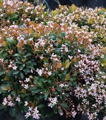 Eleanor Tabor Indian Hawthorn