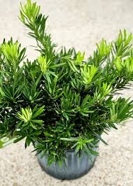 Pringles Dwarf Yew