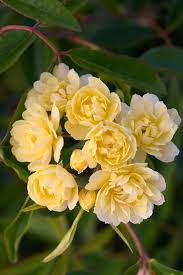 Lady Banks Yellow