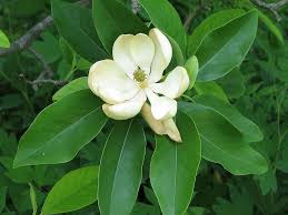 Sweet Bay Magnolia