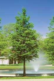 Bald Cypress Tree