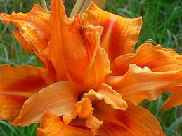 Kwanso Daylily