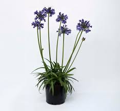 Straight A Purple Delight Agapanthus