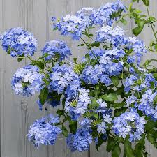 Imperial Blue Plumbago