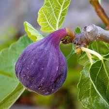 LSU Purple Fig