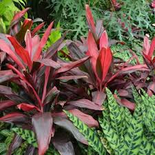 Florida Red Ti Plant Cordyline