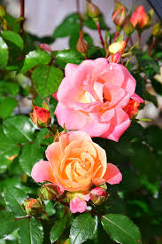 Peach Drift Rose