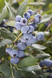 Sunshine Blue Blueberry