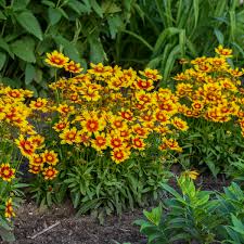 Gold & Bronze UpTick Coreopsis