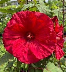 Carousel 'Red Wine' Hardy Hibiscus