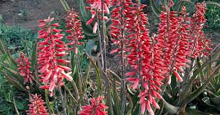 Safari Rose Aloe