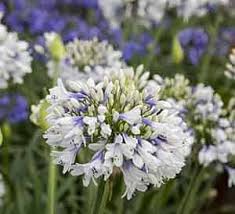 Queen Mum Agapanthus