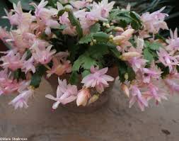Light Pink Christmas Cactus
