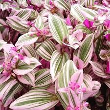 Pink & White Wandering Jew