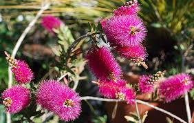 Jeffers Bottle Brush
