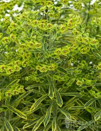 Euphorbia Ascot Rainbow