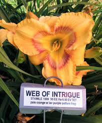 Web of Intrigue Daylily