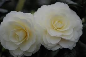 Dahlonega Camellia