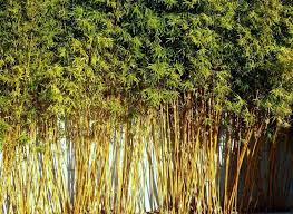 Golden Goddess Bamboo