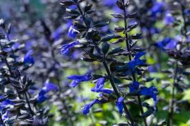 Salgoon 'Lake Blueberry' Salvia