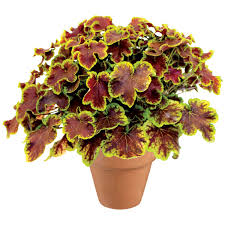 Heucherella Solar Eclipse