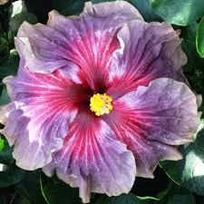 Delta Dawn Cajun Hibiscus