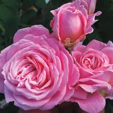 Summer Romance Rose