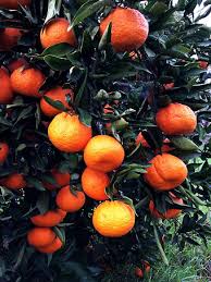 Bumper Satsuma