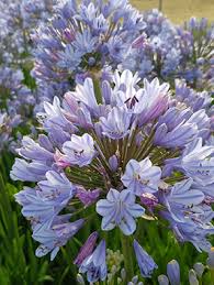 Blue Flare Agapanthus