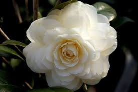 Dahlonega Camellia
