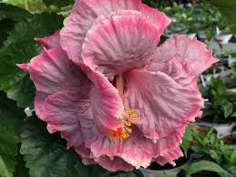 Jamie Rose Cajun Hibiscus