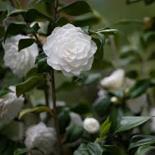 Seafoam Camellia
