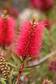 Fluro Burst Bottle Brush