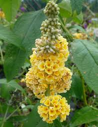 Honeycomb Butterfly Bush