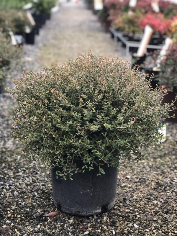 Dwarf Yaupon Holly