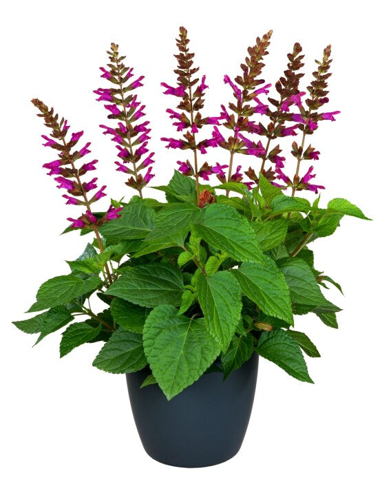 Salgoon 'Lake Flamingo' Salvia